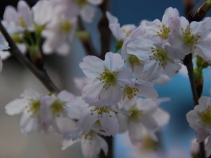 ssc_00153